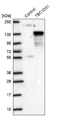 Western Blot: WDR67 Antibody [NBP1-81818]