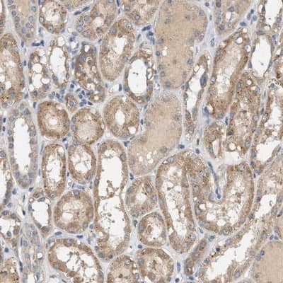 Immunohistochemistry-Paraffin: WDR68 Antibody [NBP1-92590]
