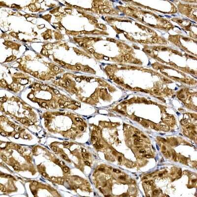 Immunohistochemistry-Paraffin: WDR68 Antibody - Azide and BSA Free [NBP2-95210]