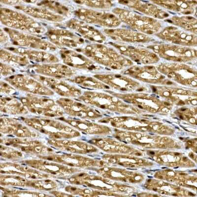 Immunohistochemistry-Paraffin: WDR68 Antibody - Azide and BSA Free [NBP2-95210]