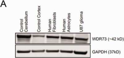 Western Blot: WDR73 Antibody [NBP1-82219]