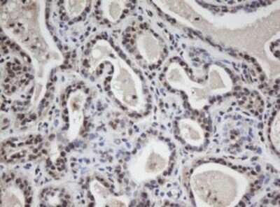Immunohistochemistry: WDR74 Antibody (OTI4B2) [NBP2-45420]