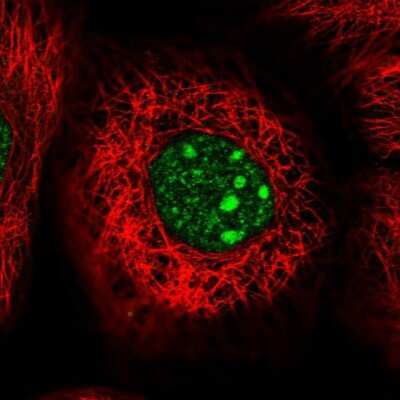 Immunocytochemistry/ Immunofluorescence: WDR74 Antibody [NBP2-38411]