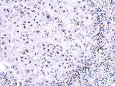 Immunohistochemistry-Paraffin: WDR74 Antibody [NBP2-20900]