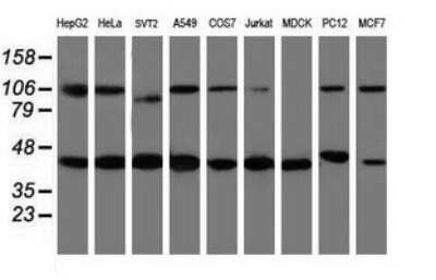 Western Blot: WDR74 Antibody (OTI4B2)Azide and BSA Free [NBP2-74867]