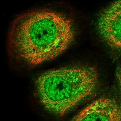 Immunocytochemistry/ Immunofluorescence: WDR77 Antibody [NBP1-82778]