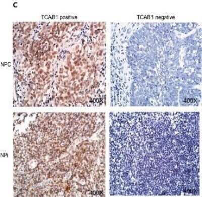 Immunohistochemistry: WDR79 Antibody [NB100-68252]