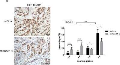 Immunohistochemistry: WDR79 Antibody [NB100-68252]