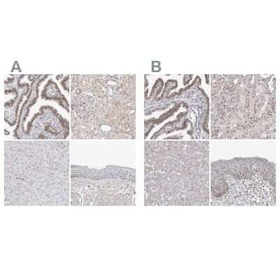 Immunohistochemistry-Paraffin: WDR79 Antibody [NBP1-92592]
