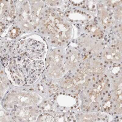 Immunohistochemistry-Paraffin: WDR79 Antibody [NBP1-92592]