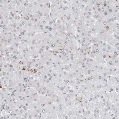 Immunohistochemistry-Paraffin: WDR79 Antibody [NBP1-92592]