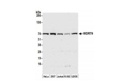 Western Blot: WDR79 Antibody [NB100-68252]