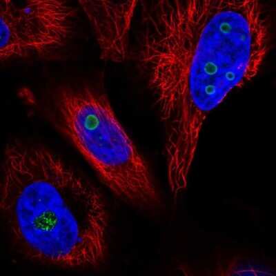 Immunocytochemistry/ Immunofluorescence: WDR82 Antibody [NBP2-57428]