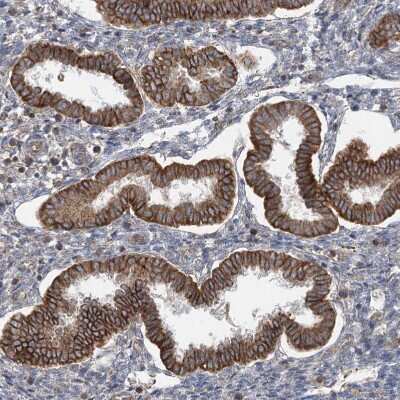 Immunohistochemistry-Paraffin: WDR9 Antibody [NBP1-89878]