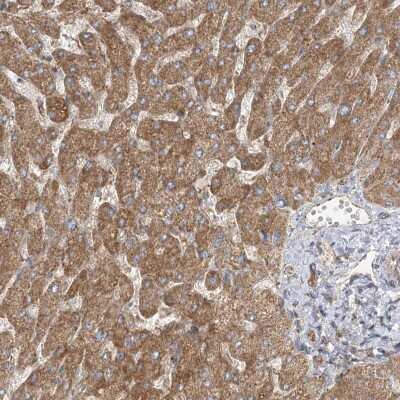 Immunohistochemistry-Paraffin: WDR9 Antibody [NBP1-89878]
