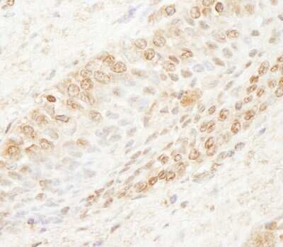 Immunohistochemistry-Paraffin: WDR91 Antibody [NB100-77307]