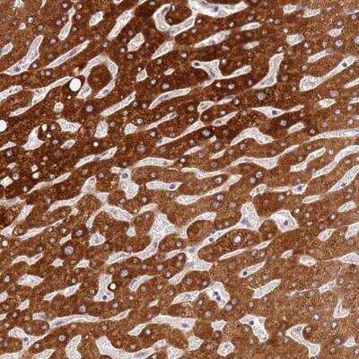 Immunohistochemistry: WDR93 Antibody [NBP2-32041]