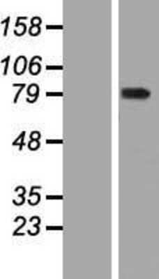 Western Blot: WDR93 Overexpression Lysate [NBL1-17837]