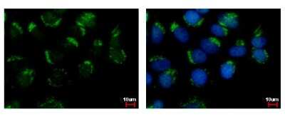 Immunocytochemistry/ Immunofluorescence: WDSUB1 Antibody [NBP2-20904]