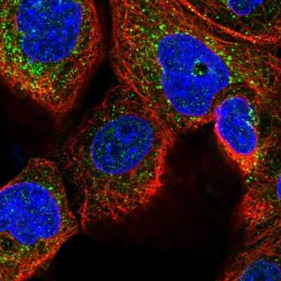 Immunocytochemistry/ Immunofluorescence: WDTC1 Antibody [NBP1-89233]