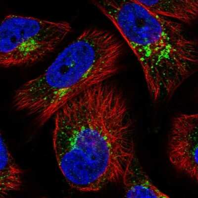 Immunocytochemistry/ Immunofluorescence: WDTC1 Antibody [NBP1-89234]