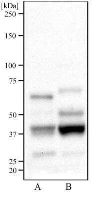 Western Blot: WEHI-3 Whole Cell Lysate [NBP2-13176]