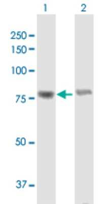 Western Blot: WHSC1 Antibody [H00007468-B01P]