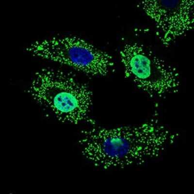 Immunocytochemistry/ Immunofluorescence: WHSC2 Antibody (6B11H8) - BSA Free [NBP2-37394]