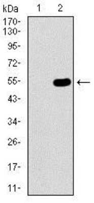 Western Blot: WHSC2 Antibody (6B11H8)BSA Free [NBP2-37394]
