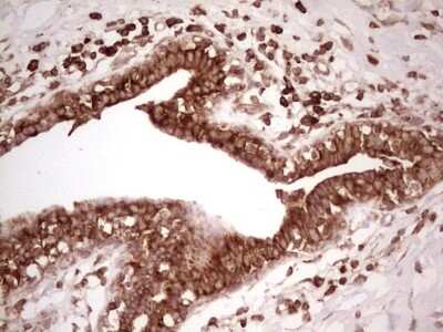 Immunohistochemistry: WIBG Antibody (OTI5E2) [NBP2-46366]