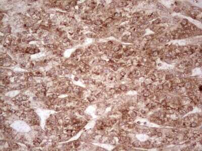 Immunohistochemistry: WIBG Antibody (OTI5E2) [NBP2-46366]