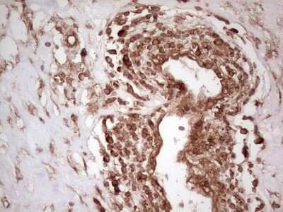 Immunohistochemistry: WIBG Antibody (OTI5E2) [NBP2-46366]
