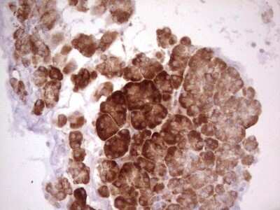 Immunohistochemistry: WIBG Antibody (OTI5E2) [NBP2-46366]
