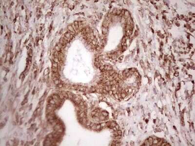 Immunohistochemistry: WIBG Antibody (OTI5E2) [NBP2-46366]