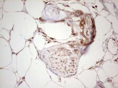 Immunohistochemistry: WIBG Antibody (OTI5E2) - Azide and BSA Free [NBP2-74868]