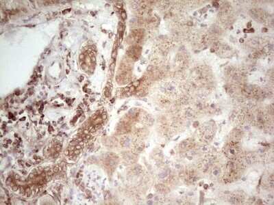 Immunohistochemistry: WIBG Antibody (OTI5E2) - Azide and BSA Free [NBP2-74868]