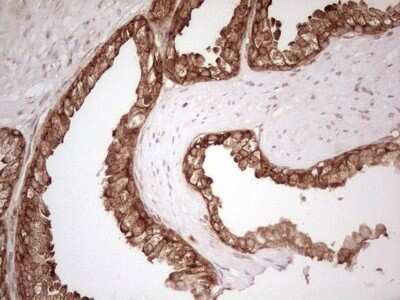 Immunohistochemistry: WIBG Antibody (OTI5E2) - Azide and BSA Free [NBP2-74868]