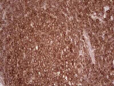 Immunohistochemistry: WIBG Antibody (OTI5E2) - Azide and BSA Free [NBP2-74868]