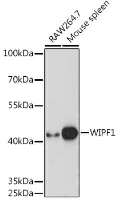 Western Blot: WIPF1/WIP AntibodyAzide and BSA Free [NBP3-15508]