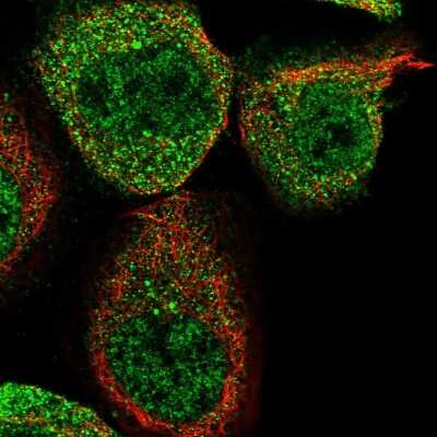 Immunocytochemistry/ Immunofluorescence: WIPI2 Antibody [NBP1-88879]