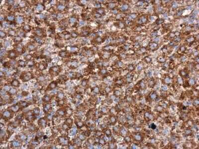 Immunohistochemistry-Paraffin: WIPI2 Antibody [NBP3-13110]