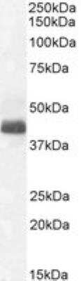 Western Blot: WISP-1/CCN4 Antibody [NB100-77339]