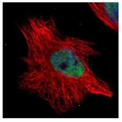 Immunocytochemistry/ Immunofluorescence: WRN Antibody [NBP1-31895]