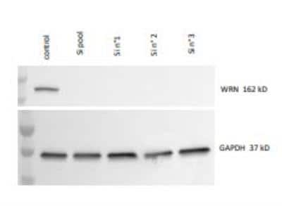 Western Blot: WRN Antibody [NB100-471]