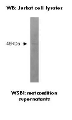 Western Blot: WSB1 Antibody (K5P2H10*E10)BSA Free [NBP2-50365]