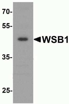 Western Blot: WSB1 AntibodyBSA Free [NBP2-82049]