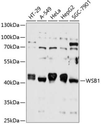 Western Blot: WSB1 AntibodyAzide and BSA Free [NBP2-93892]