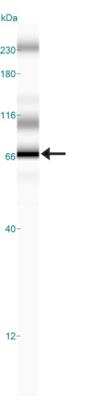 Simple Western: WT1 Antibody (6F-H2)BSA Free [NB110-60011]