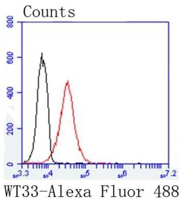 Flow Cytometry: WT1 Antibody (SC06-41) [NBP2-67587]