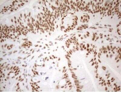 Immunohistochemistry: WTAP Antibody (OTI12G7) - Azide and BSA Free [NBP2-74870]